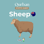 SHEEP