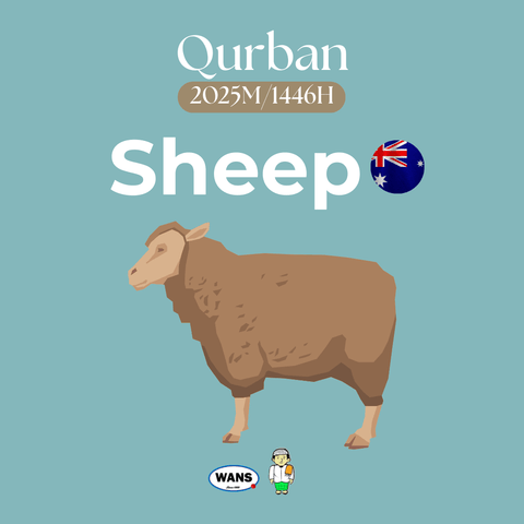 SHEEP